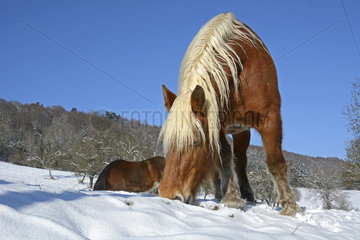 Comtois horses in a snowy meadow - France