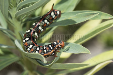 Spurge Hawk-moth (Hyles euphorbiae) caterpillar  Ardeche  France