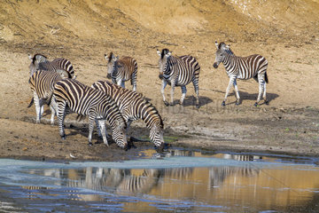 Burchell's zebra (Equus burchellii) drinking at waterhole  Kruger national park  South Africa