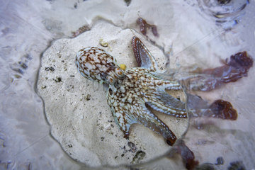 Octopus (Octopus sp) in the lagoon  Mayotte  Indian Ocean.