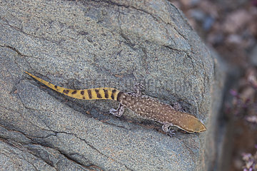 Morocco Lizard-fingered Gecko (Saurodactylus brosseti)  Morocco