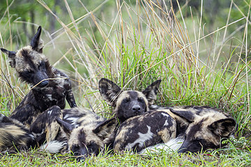 African wild dog (Lycaon pictus) group at rest  Kruger national park  South Africa