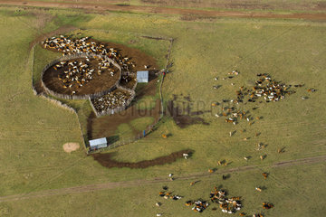 Masai village and herd of cattle - Masai Mara Kenya