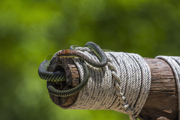 Golden flying snake (Chrysopelea ornata)  Ko Adang  Tarutao  Thailand