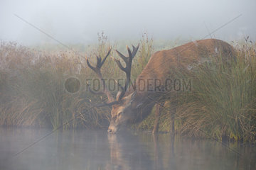 Stag Red Deer drinking at sunrise - GB