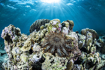 Crown of thorns starfish (Acanthaster planci) on reef  Gangga island  North Sulawesi  Indonesia