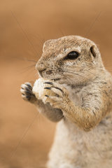 Portrait of South african ground squirrel (Xerus inauris) eating bread given by tourists  Namibia