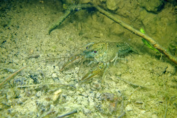 Kentucky River Crayfish in pond - Prairie Fouzon France