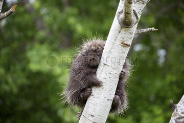 North American porcupine on a branch - Minnesota USA