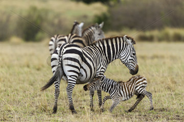 Young Grant's zebra trying to suckle - Masai Mara Kenya