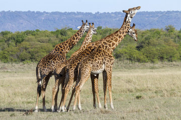 Masai giraffes males in savanna - Masai Mara Kenya