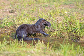 American mink with young on bank - Minnesota