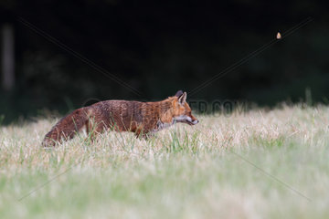 Red fox in the cut hay - Betagne France