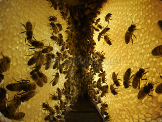 Honey bee (Apis mellifera) - In the hive between two parallel honeycombs. The bees store the nectar in the wax cells and  fanning it  transform it into honey by lowering the moisture level from 80% to 17%. The buccal exchange between bees  the trophallaxis  plays a role in the making of the honey through the addition of enzymes.
