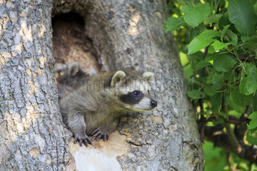 Young Raccoon in a hollow trunk - Minnesota USA
