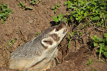 American Badger at burrow - Minnesota USA