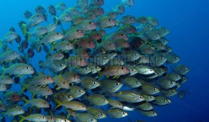 School of Yellowfin goatfish (Mulloidichthys vanicolensis) and Gold-lined Large-eyed Bream (Gnathodentex aureolineatus)  Flic-en-flac  Maurice island  Indian Ocean