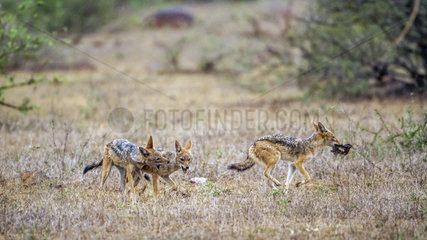 Black-backed jackal (Canis mesomelas) playing  Kruger national park  South Africa