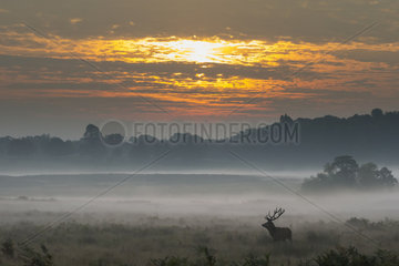 Stag Red Deer standing in the morning mist in autumn - GB