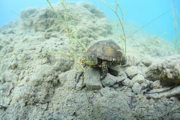 European pond turtle on the bottom of a lake - France