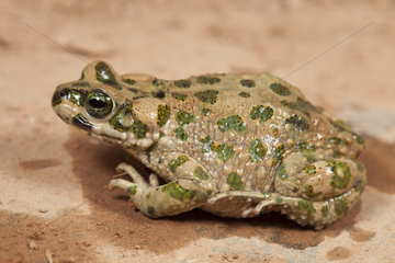Brongersma's Toad (Barbarophryne brongersmai)  Morocco