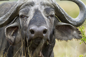 Portrait of Cape Buffalo in savannah - Masai Mara Kenya