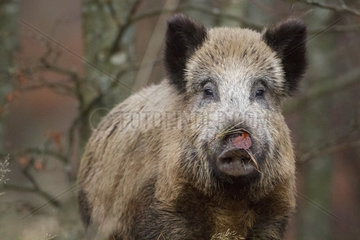 Portrait of Wild boar in autumn - Alsace France