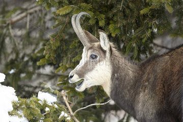 Chamois barking a tree in winter - Mercantour Alpes France