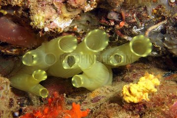 Yellow sea-squirt (Ciona edwardsi)  Cerbere  Occitanie  France  Mediterranean sea