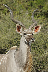 Portrait of Greater kudu (Tragelaphus strepsiceros)  Kruger NP  South Africa