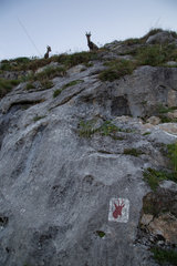 Alpine Ibexes (Capra ibex) and indication of their presence on a rock  Chablais mountains  Alps  France