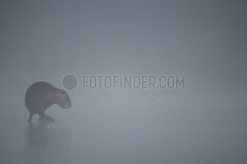 Coypu (Myocastor coypus) in the mist