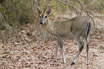 Common duiker (Sylvicapra grimmia)  Kruger National park  South Africa