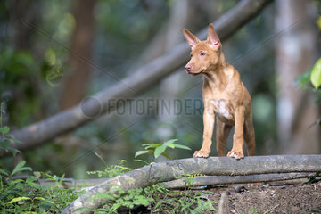 Dog of Thailand (Canis familiaris)