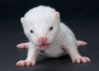 American mink (Neovison vison)  baby  albino