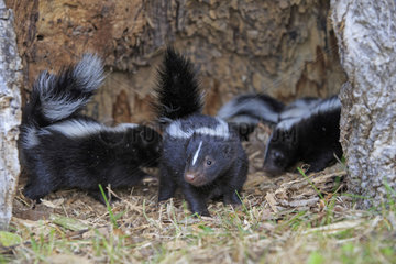 Young Striped Skunks in a hollow trunk - Minnesota