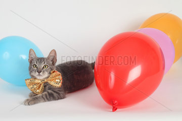 Kitten lying next to inflatable balloons of all colors on white background