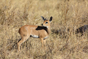 Oribi in the savannah - Chobe Botswana