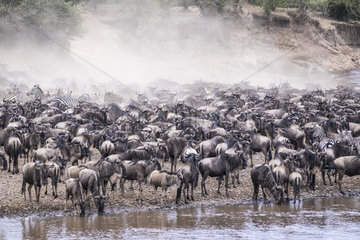 Wildebeest (Connochaetes taurinus)  Migration  crossing the Mara river  Masai-Mara game reserve  Kenya