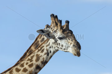 Portrait of Masai Giraffes - Masai Mara Kenya