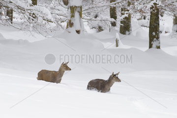 Red deers in Winter  Cervus elaphus  Female  Bavaria  Germany  Europe