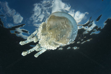 Mastigias Jellyfish Mastigias papua  Vanuatu