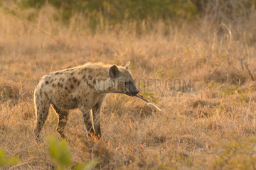 Spotted Hyaena (Crocuta crocuta) playing with feather at sunrise  Kruger  South Africa