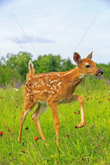 White-tailed deer fawn in a meadow - Minnesota USA