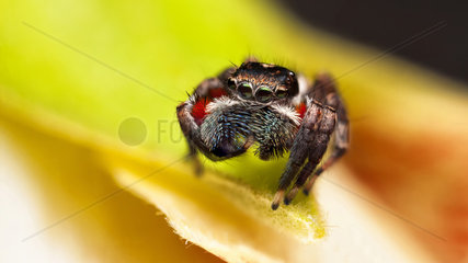 Jotus auripes jumping spider - Australia
