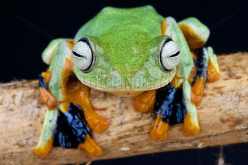Flying frog (Rhacophorus reinwardtii)  Thailand