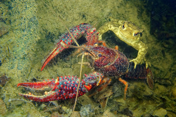 European toad and Red Swamp Crayfish - Prairie Fouzon France