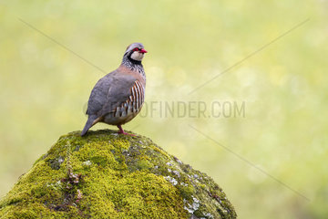 Red-legged Partridge (Alectoris rufa) on rock  Andujar Natural Park  Jaen  Spain