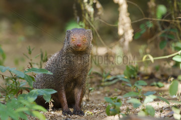 Indian gray mongoose undergrowth - Minneriya Sri Lanka