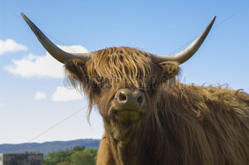 Portrait of Cow Highland - Highland Duirinish Scotland